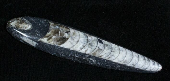 Polished Orthoceras (Cephalopod) Fossil #3740